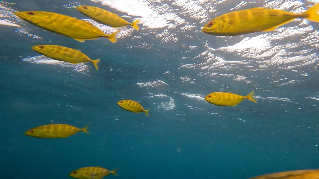 台風明けの海に。