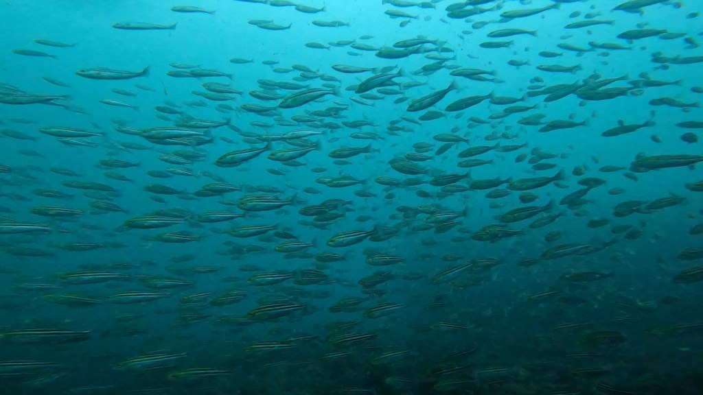 穏やかな海でした。