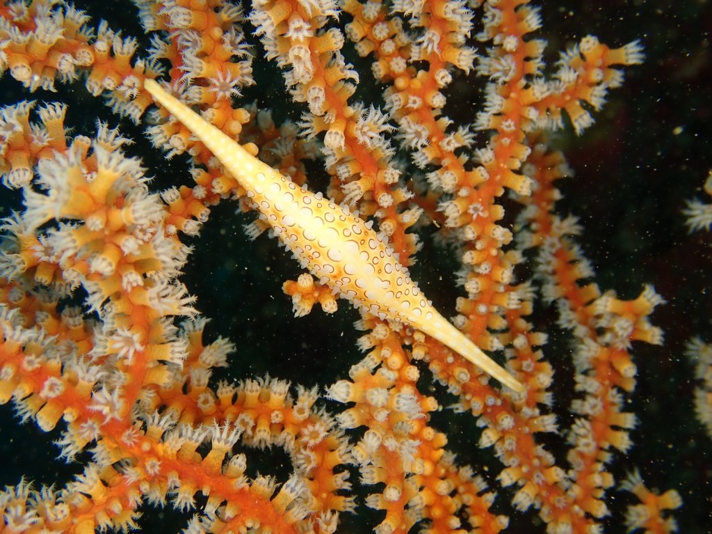 レンタルドライスーツ新調