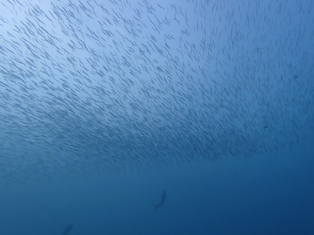 連休最終日まったり潜水。