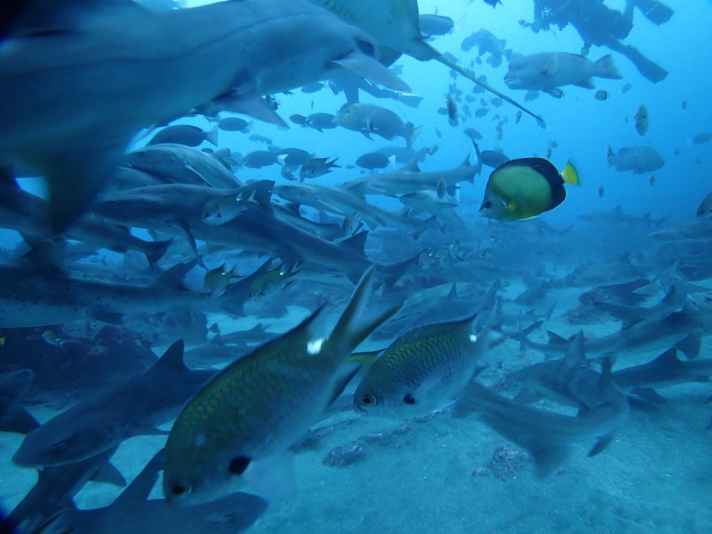 ３本目はプチドリフト。