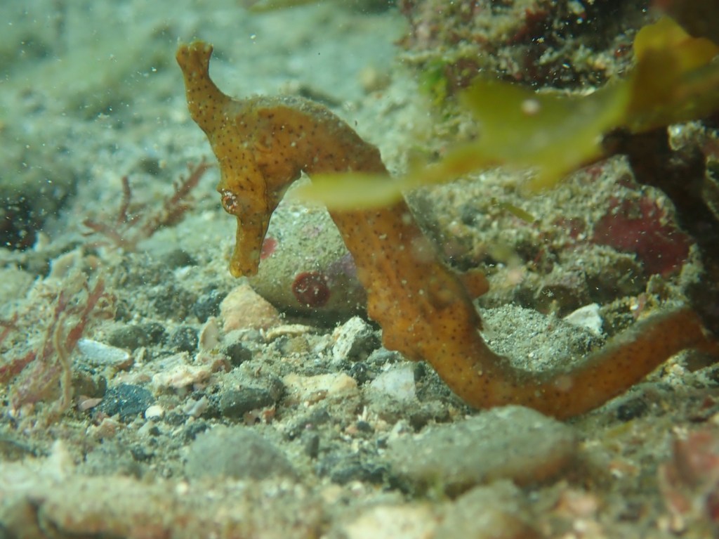 勝浦鵜原２ビーチ・シュノーケリング