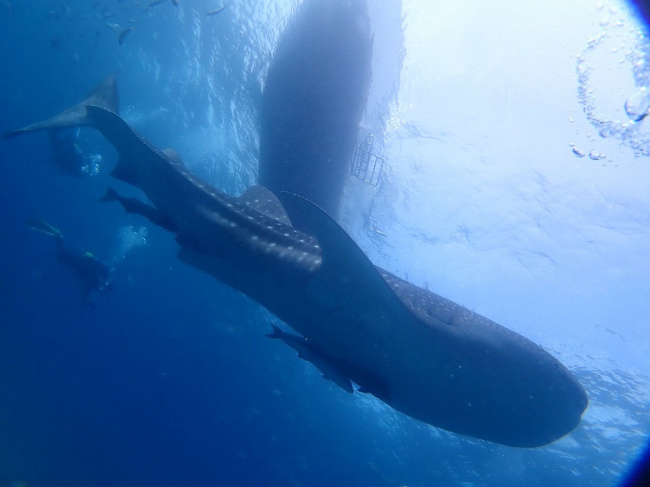 こちらで３本潜水。
