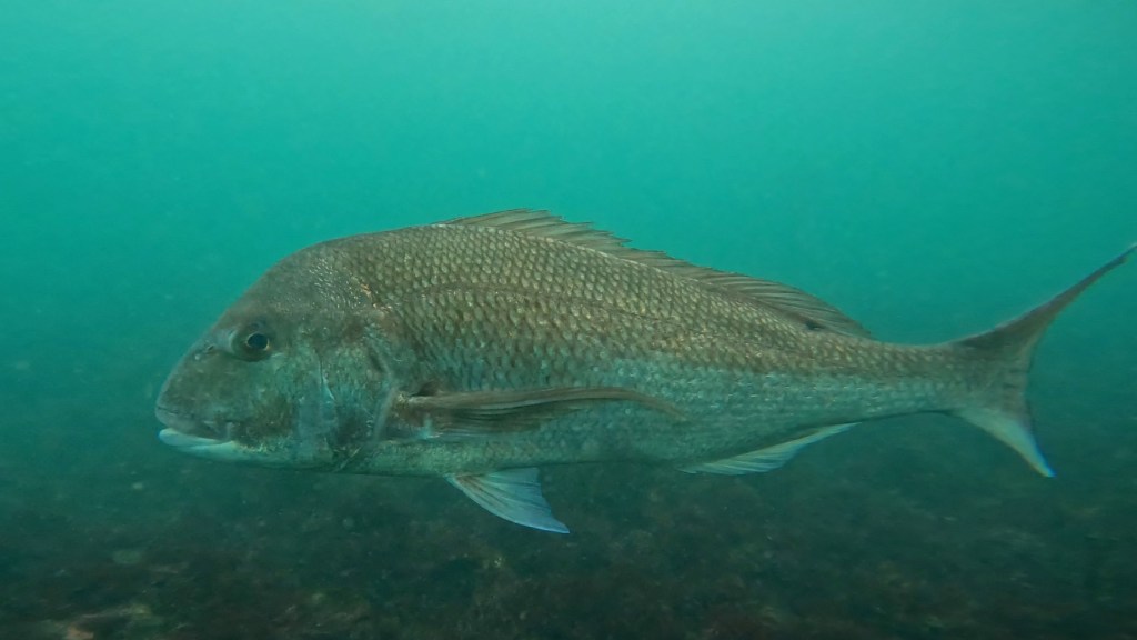 ビーチ３本潜水。