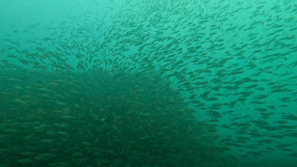 行川３ボート潜水。