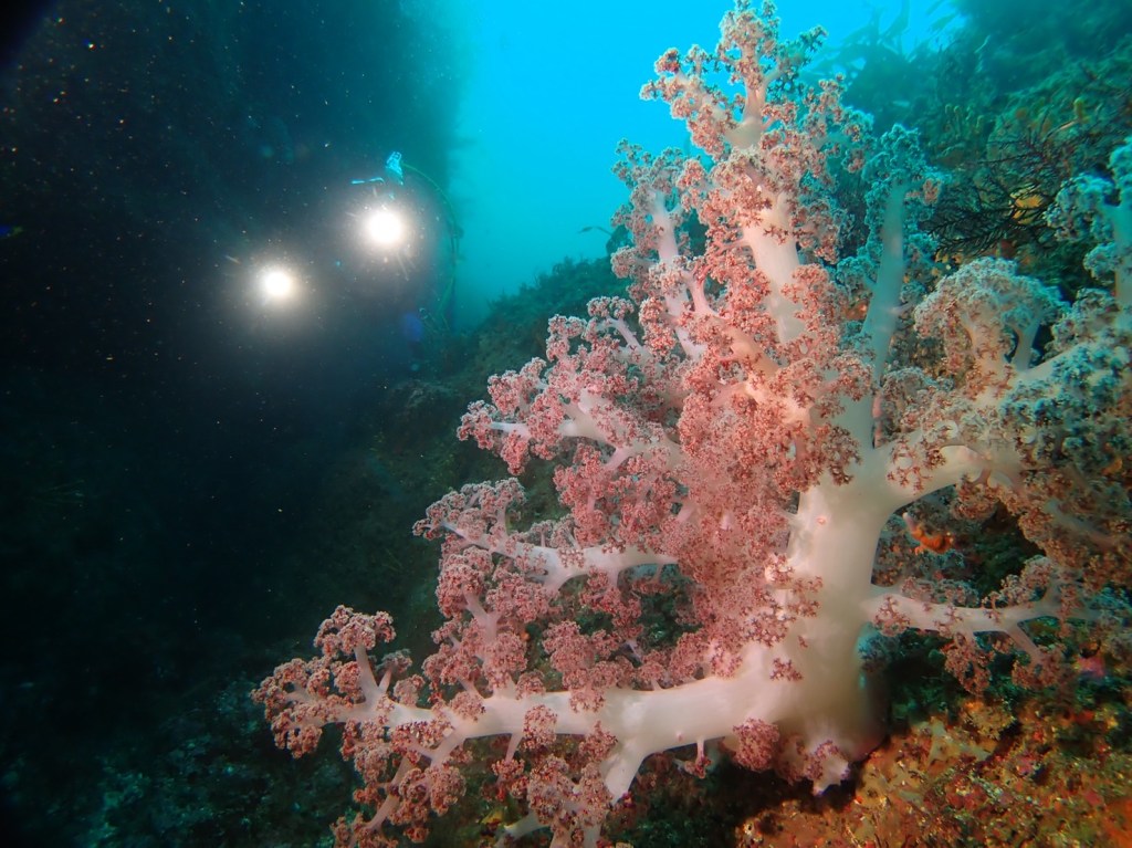 明日から潜ってきます。