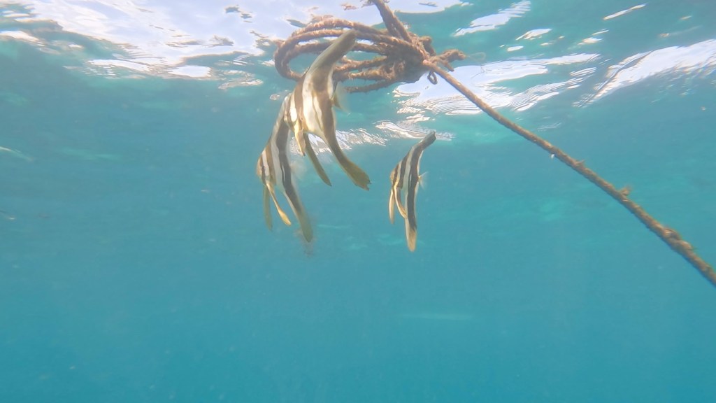 ドライスーツに挑戦