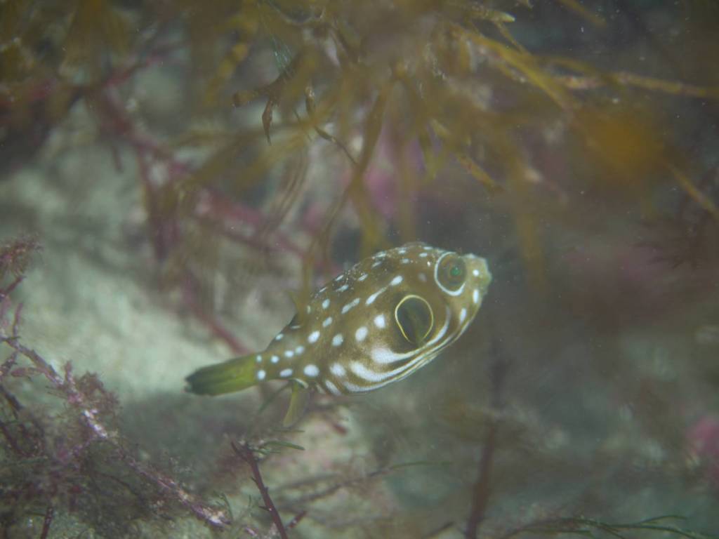 ２ビーチ潜水。