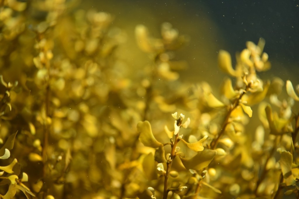 明日から潜ってきます。