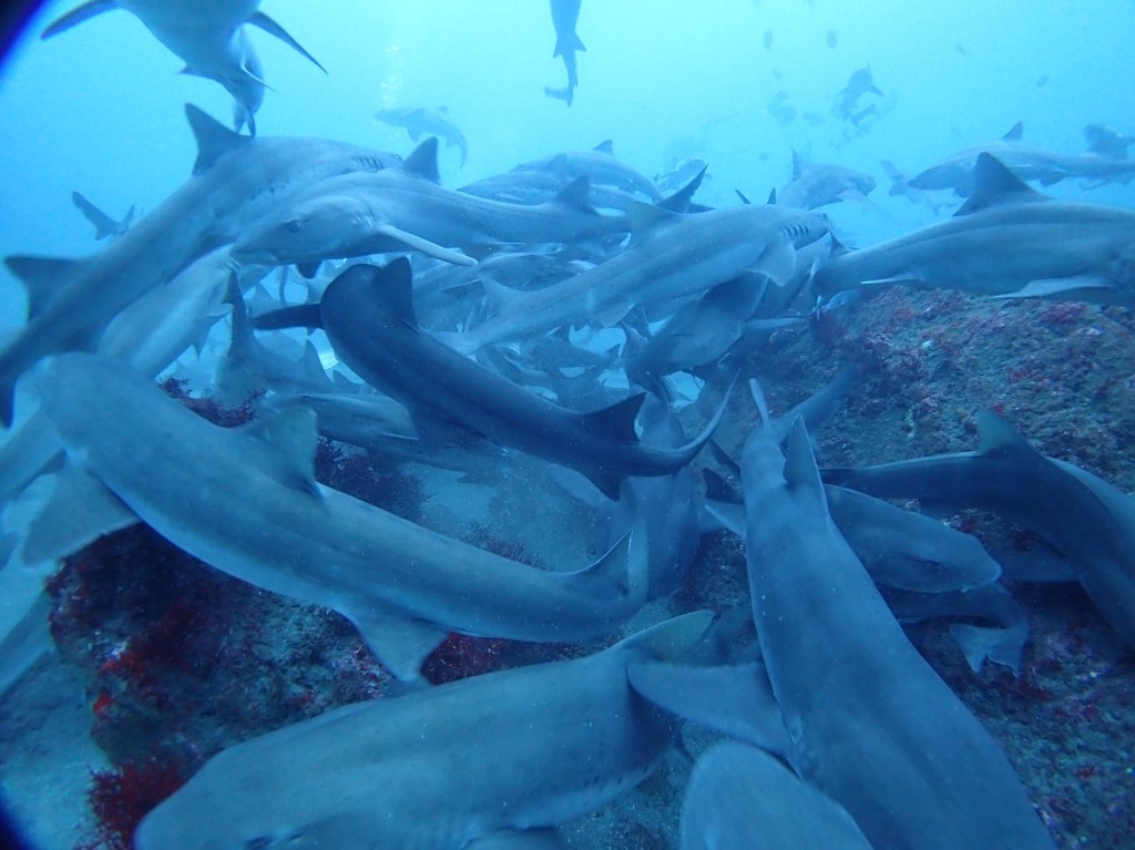 サメに囲まれてきました。