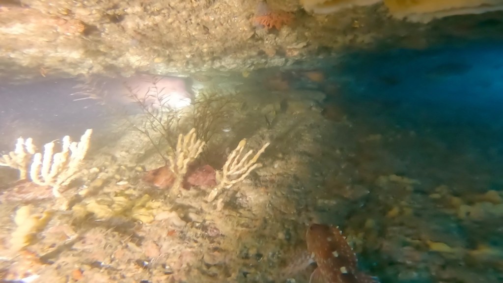 行川全ポイント潜水。