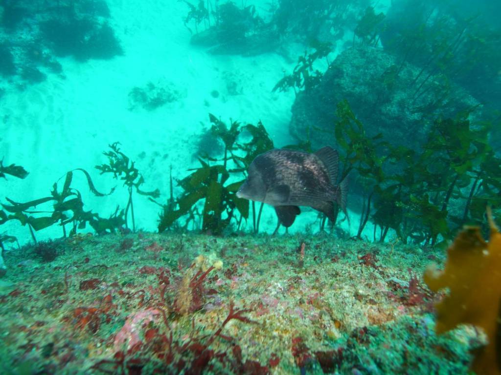 サンタクロースです。