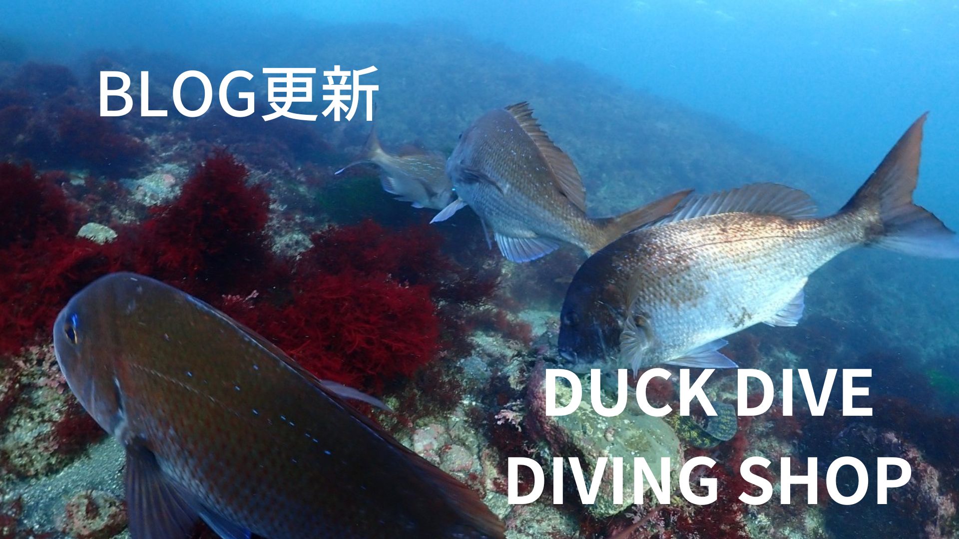３本潜水。
