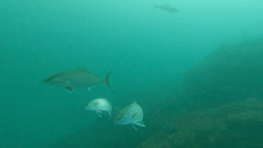 回遊魚と群れに。