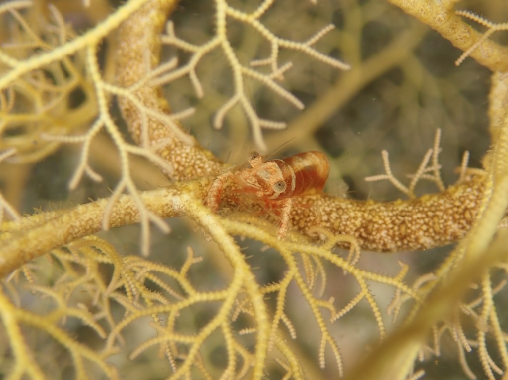 張り付きダイブ