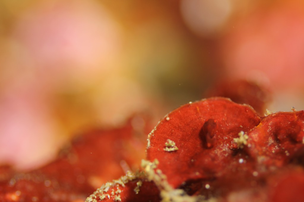 ダンゴウオ幼魚出てます。