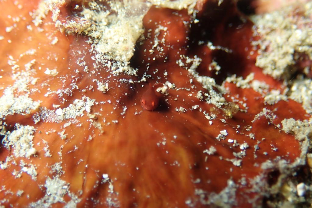 ビーチでも幼魚出ました。