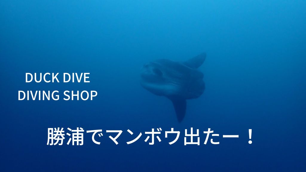 勝浦でマンボウです！！