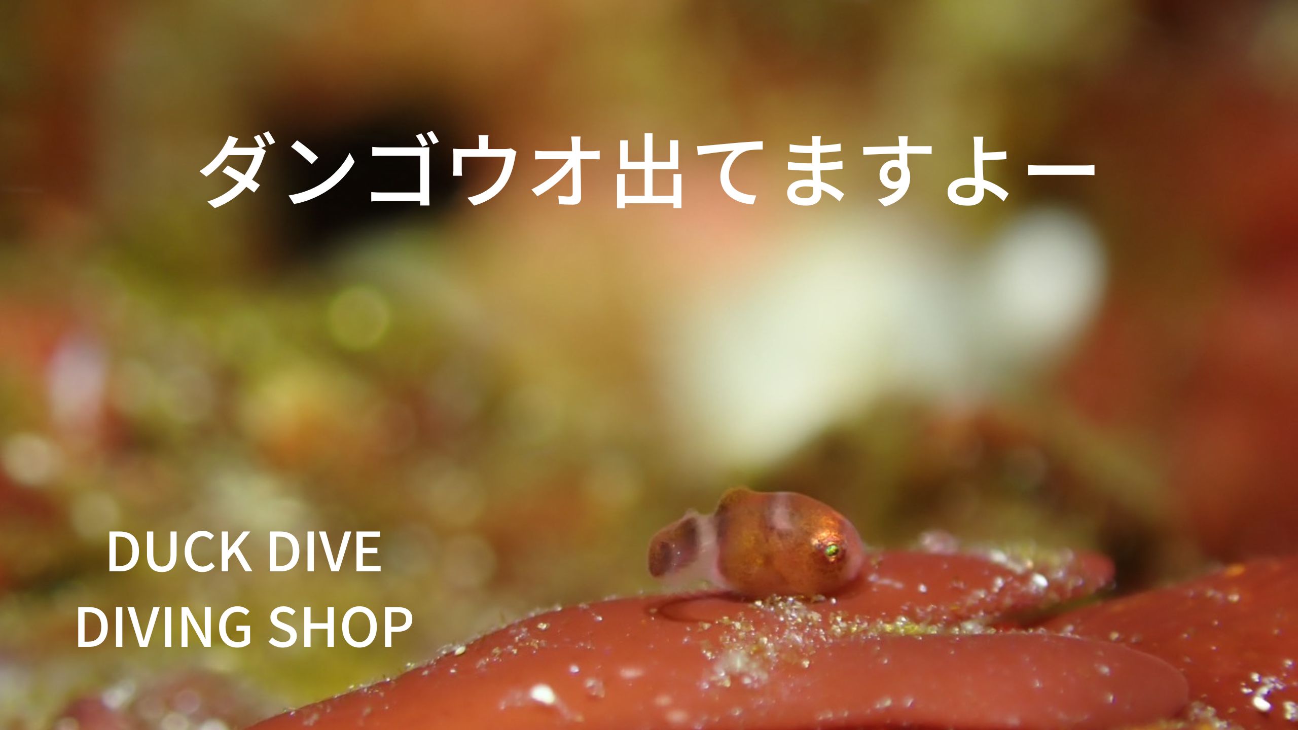 春のダンゴ祭りです。