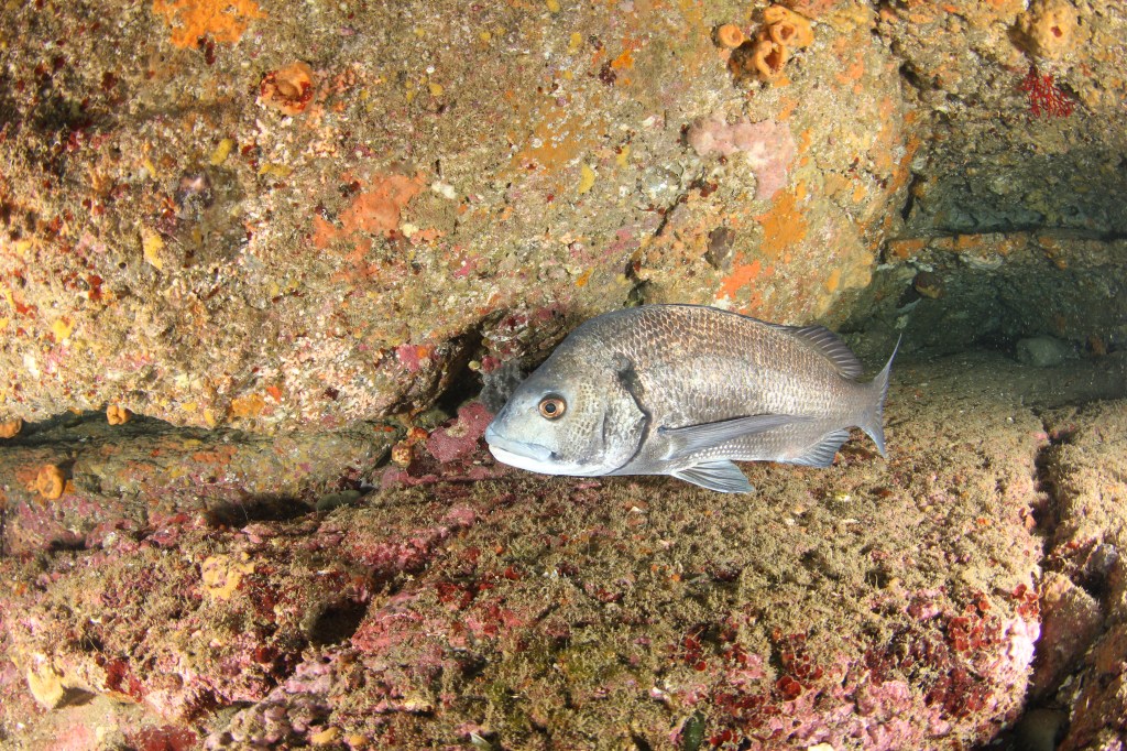 予防接種でした。