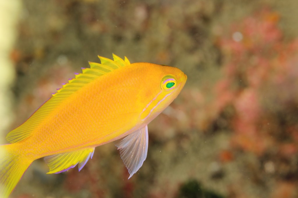 届きましたよー。