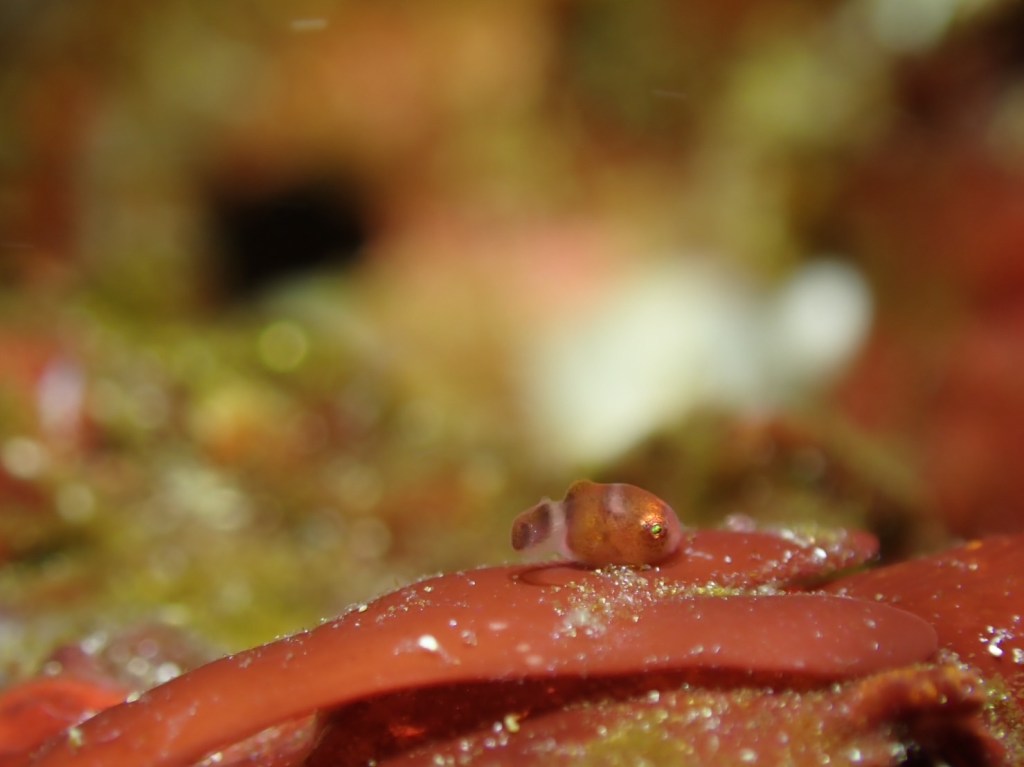 まだまだダンゴウオシーズン