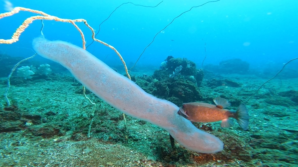 こちらの海に。