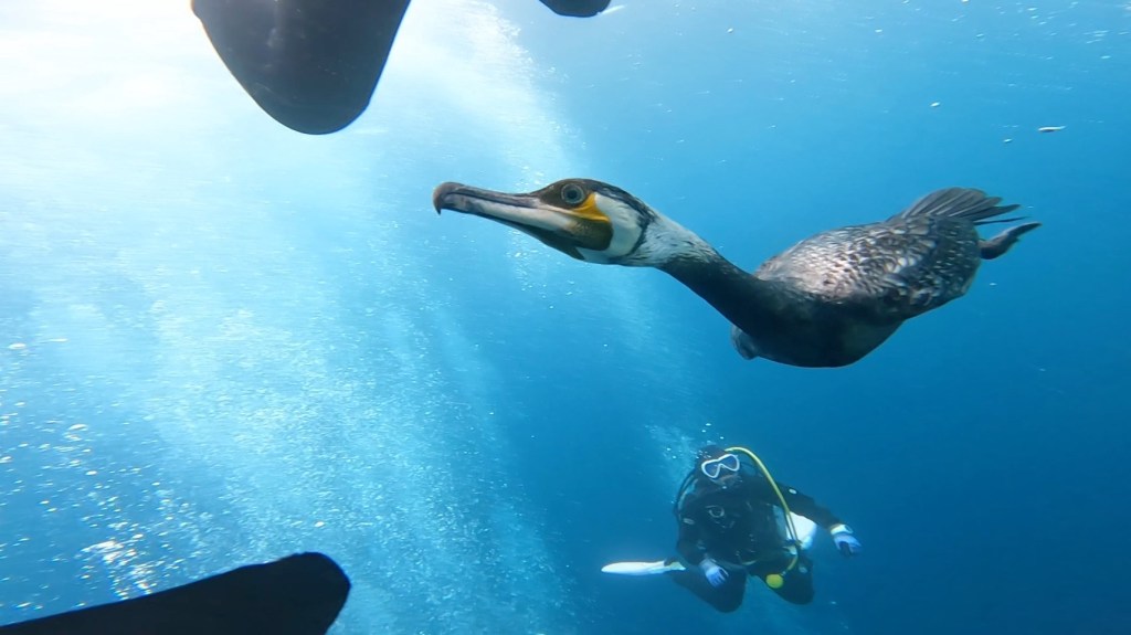 ウミウの登場です！！