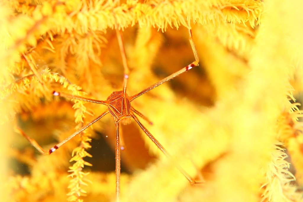 こちらの海で２ボート