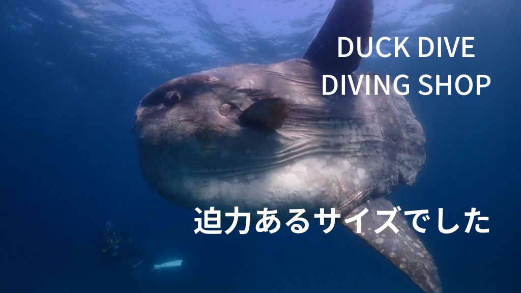 このサイズ感。