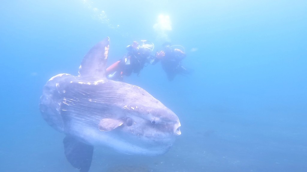 マンボウ観察してきました。