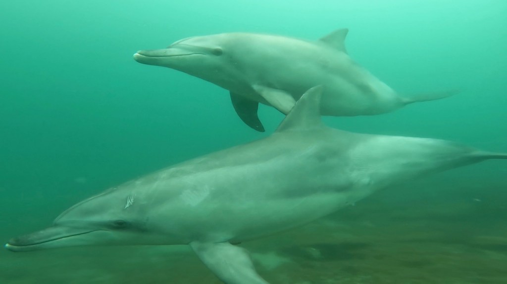 イルカ出ました！！