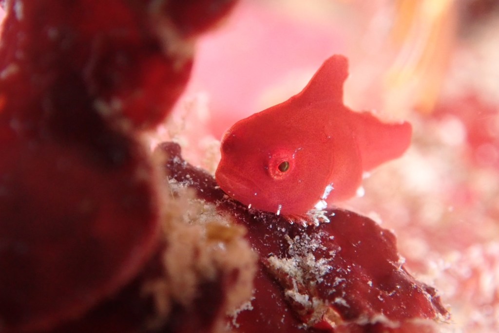 ダンゴウオまだまだ沢山