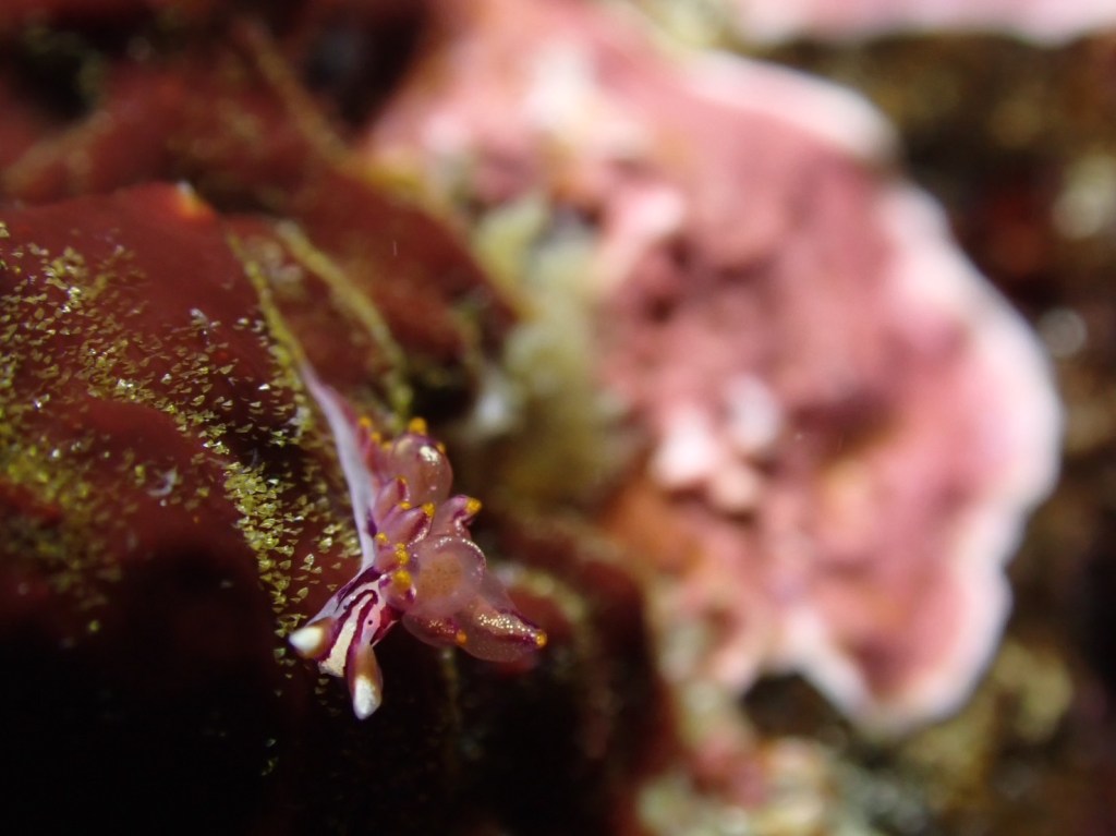 ２ボート潜水。