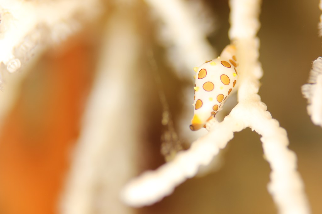 収穫してきました。