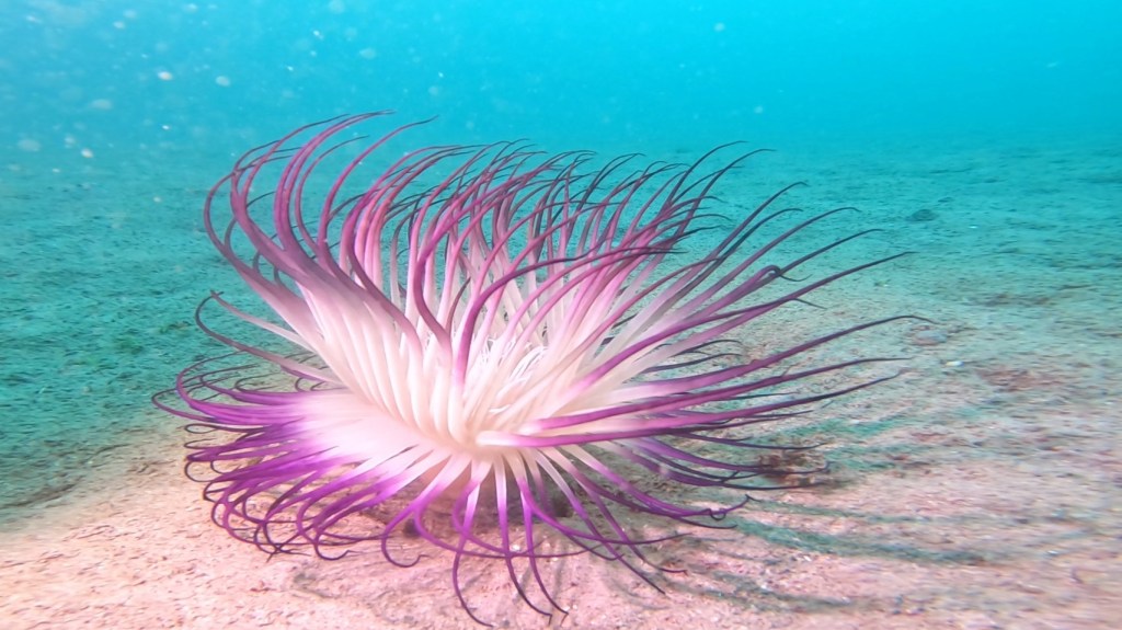 波左間３ボート