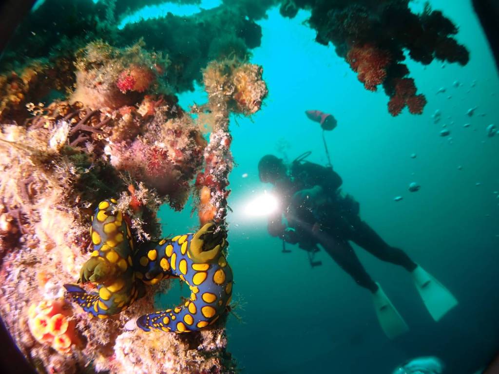 勝山【かっちゃま】３ボート