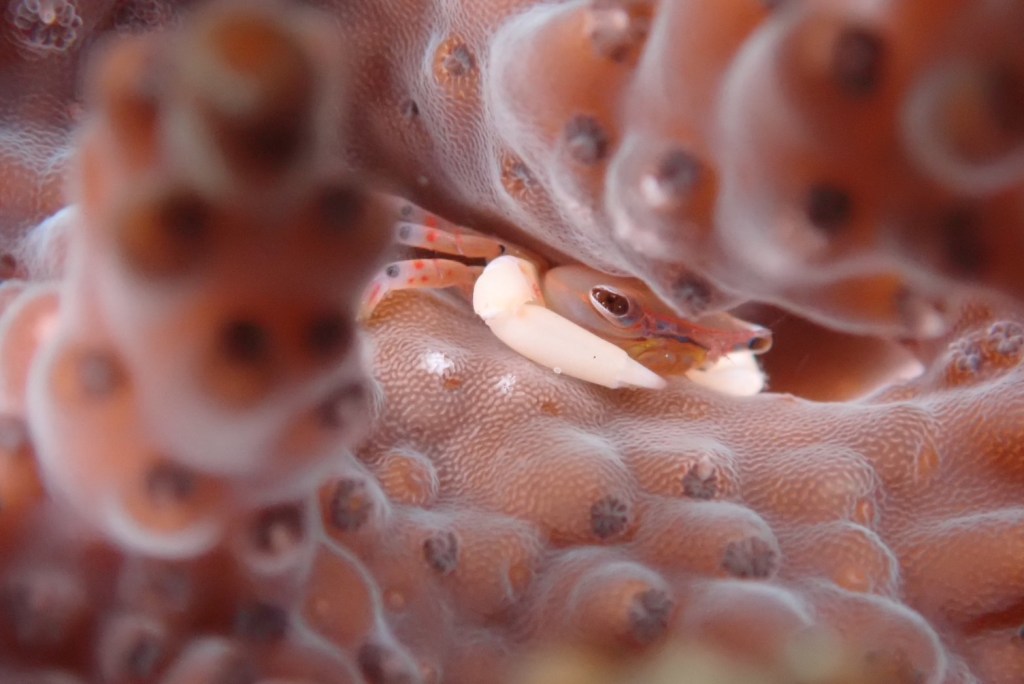 かっちゃま２ボート