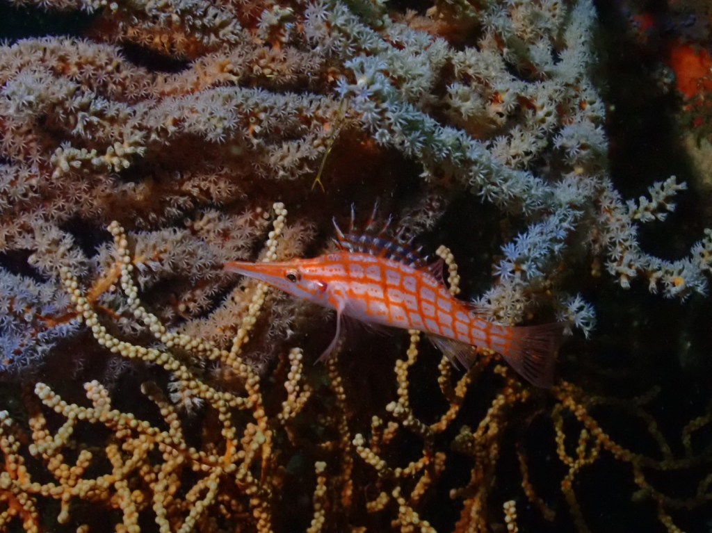 波左間３ボート