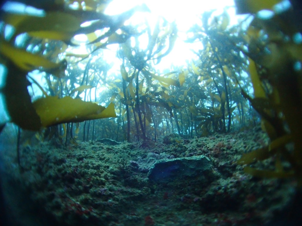 鵜原２ボート・１ビーチ