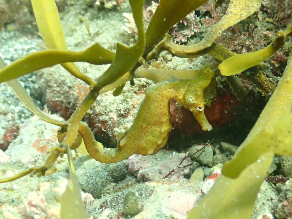 勝浦・鵜原３ビーチ