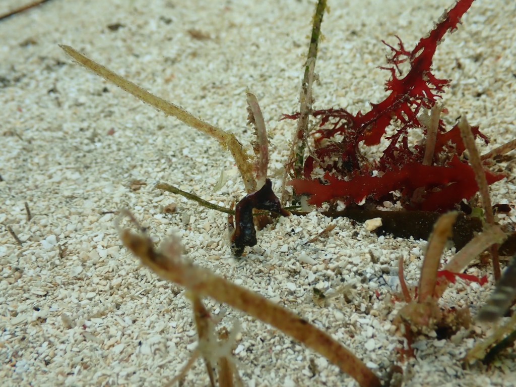 勝浦・行川２プチボート