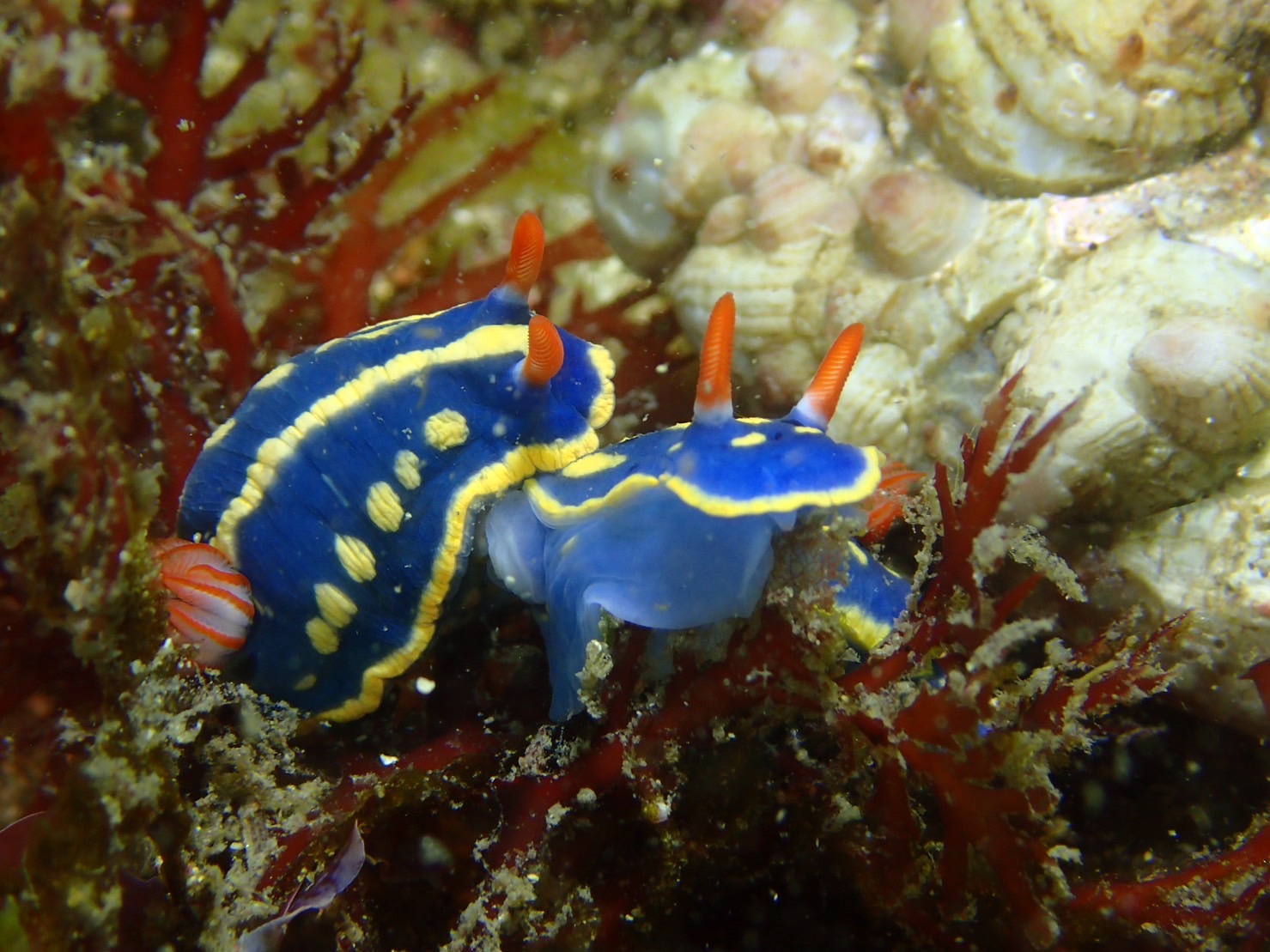 勝浦・行川２プチボート