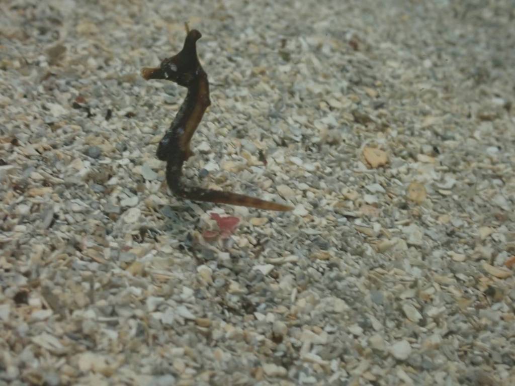 勝浦・行川２プチボート