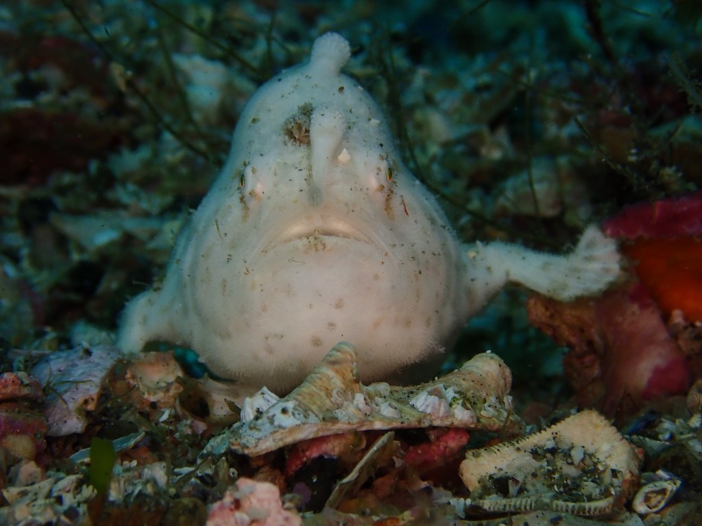 波左間３ボート・鵜原２ビーチ