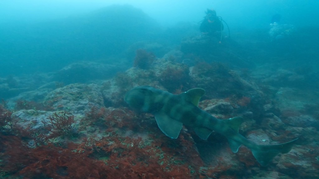 勝浦鵜原１ビーチ１ボート・２ビーチ