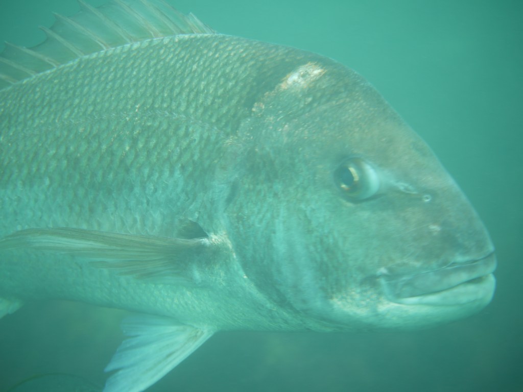 勝浦鵜原2ビーチ体験ダイビング