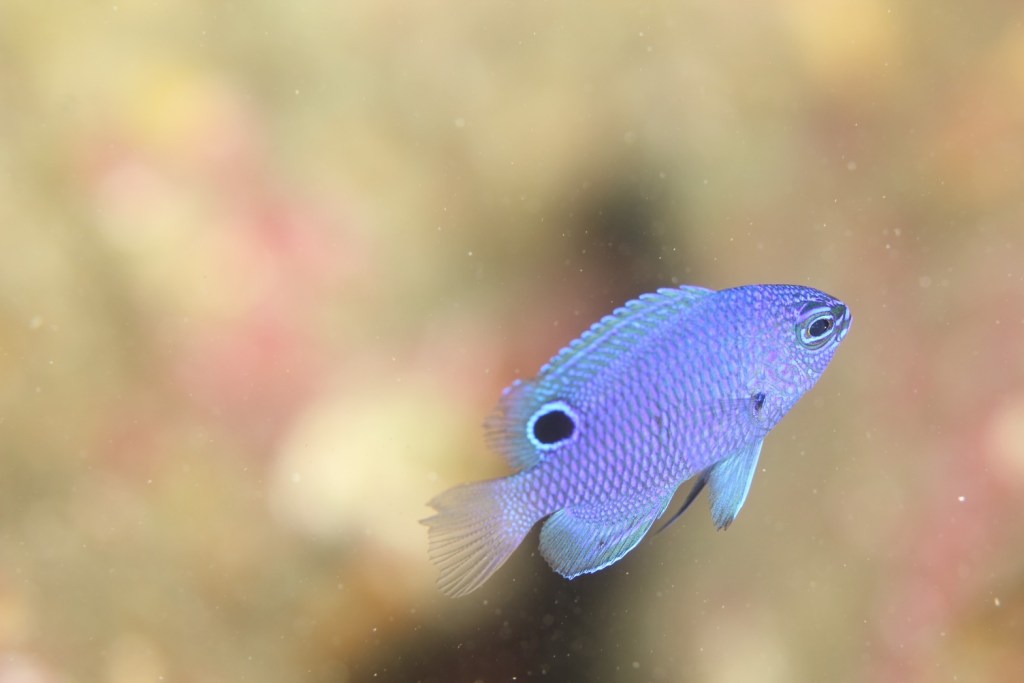 スーツ・ブーツ。