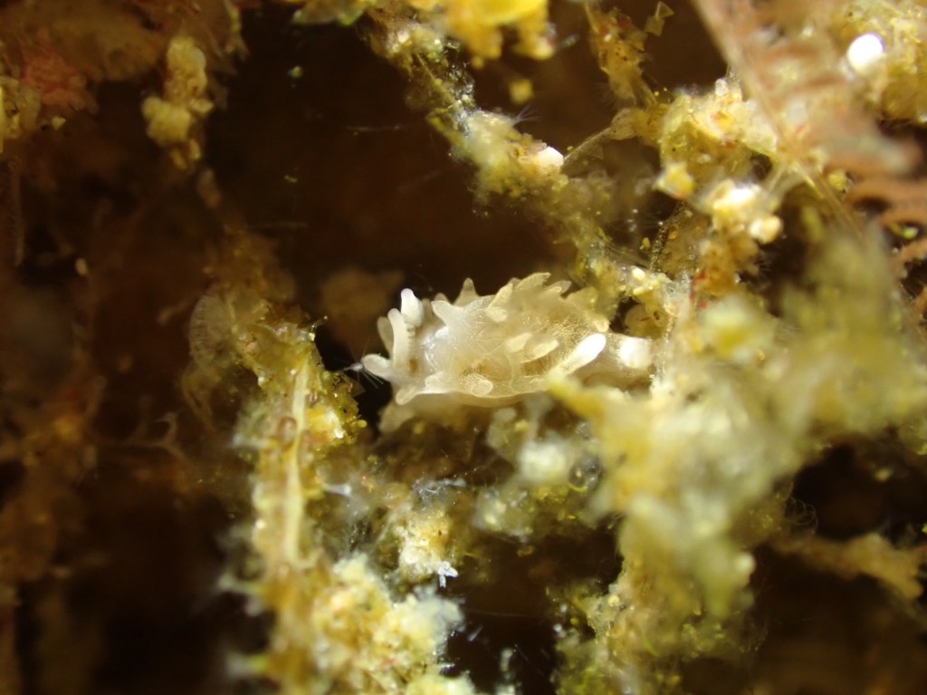 勝浦・鵜原ボート