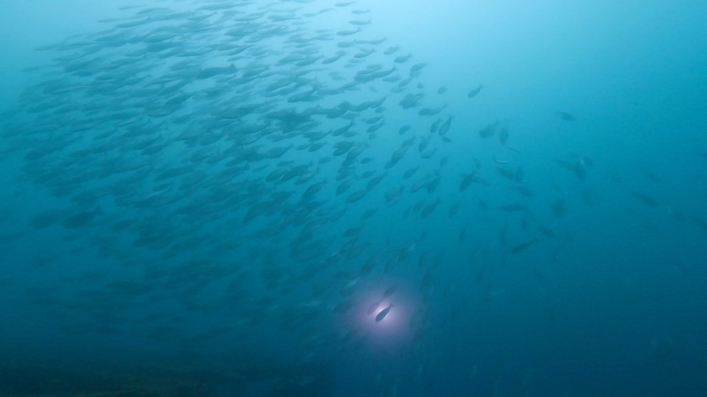 波左間３ボート・勝浦鵜原２ビーチ